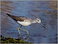 Greenshank with fish eggs. Isles of Scilly